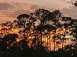 Photo: A beautiful Florida sunset, the sun setting bright red and orange behind Florida pines.