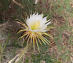 Photo: Cactus flower; it only blooms at night.